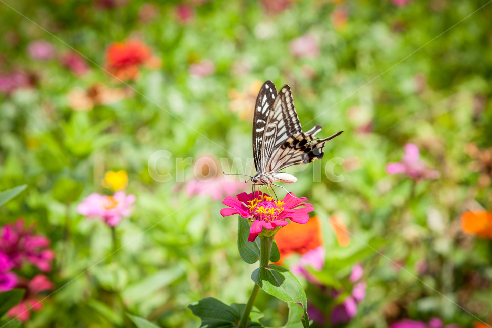 나비,곤충,생태공원,자연,공원,아름다움,꽃,가을,여름,정원,클로즈업,natural,butterfly,park,ecology,nature,insect,green,closeup,spring,wing,wings,garden,flower,summer,background,macro,beautiful,colorful,gardening,warm,floral,pattern,fly,lovely,식물,자연,plants,nature,꽃,flower,동물,animal,곤충,벌레,insect,bug