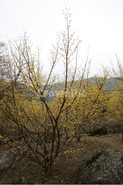산수유,봄,봄날,봄꽃,꽃,노란색,감성,spring,flower,봄길,풍경,봄,계절,spring,season,식물,자연,plants,nature,꽃,flower,나무,trees,wood,tree,plant