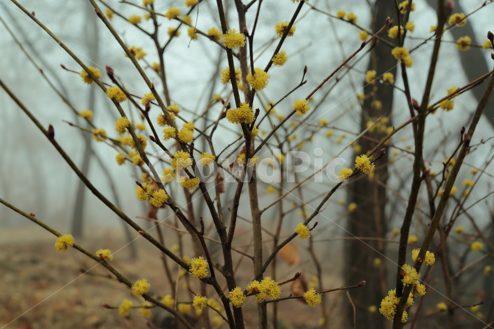 봄,꽃,노랑,개나리,봉우리,만개,green,그린,초록,flora,leaf,잎,closeup,bright,floral,beauty,petal,꽃잎,sky,하늘,beautiful,blooming,garden,background,bloom,season,blue,plant,white,blossom,flower,nature,branch,spring,tree,봄,계절,spring,season,식물,자연,plants,nature,꽃,flower
