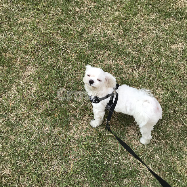 강아지,pet,maltese,화이트,하네스,잔디,산책,park,lovely,cute,사랑스러운,귀여운,소형견