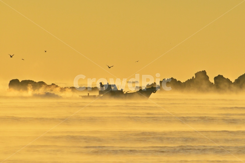 weather,날씨,bird,새,flock,대군,nature,자연,outdoors,옥외,명선도아침,명선도멸치잡이배,멸치잡이배,갈매기,어업,fishery,fishing industry