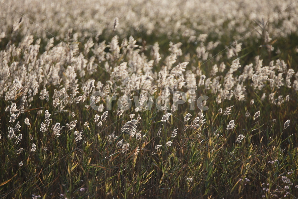 갈대,버들,가을,바람,감성,가을,계절,fall,autumn,season,grass,잔디,plant,식물,animal,동물,bird,새