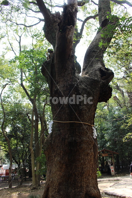 나무,일본,고베,풍경,오래된,식물,자연,plants,nature,나무,trees,wood