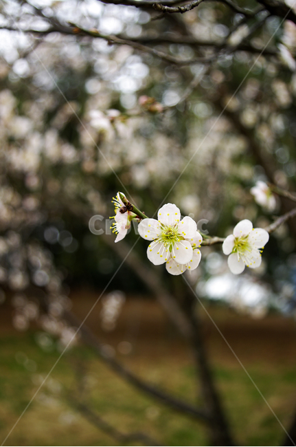 봄,spring,계절,식물,plant,자연,nature,꽃,flower,매화,식물,자연,plants,nature,꽃,flower