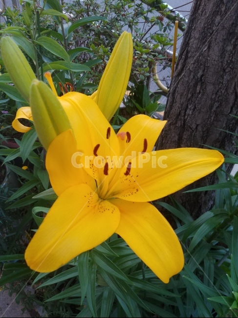 나리꽃,참나리꽃,노란나리,꽃,봄꽃,식물,자연,plants,nature,꽃,flower
