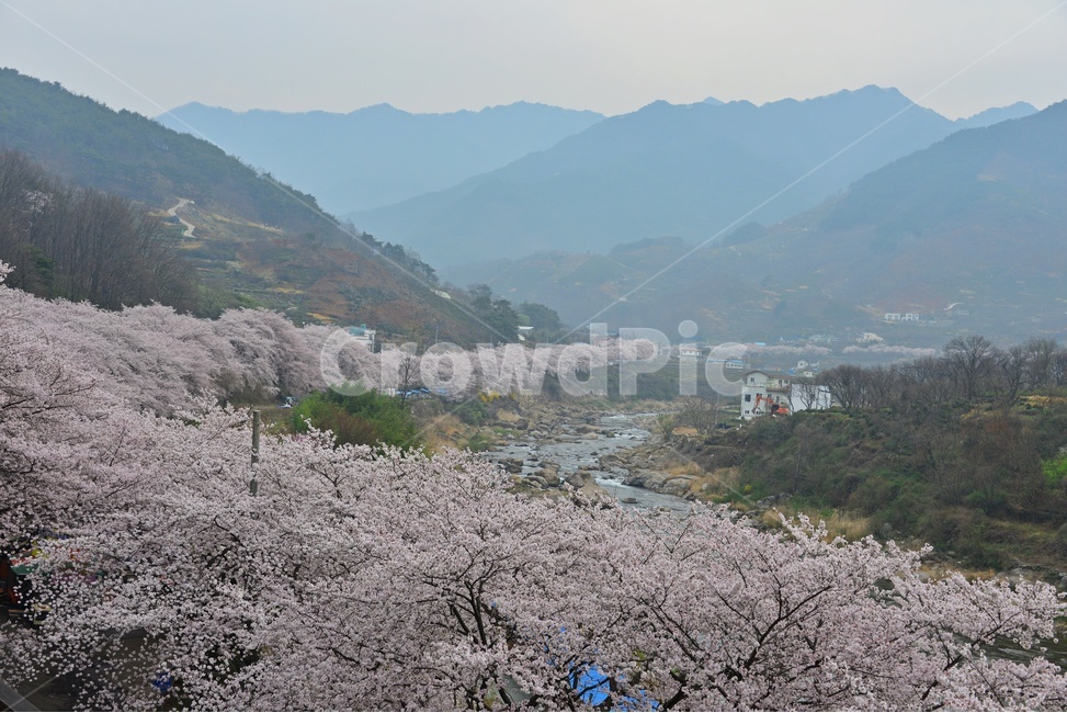 blossom,flower,꽃,cherryblossom,벚꽃,plant,식물,tree,나무,treetrunk,나무줄기,경남,하동,섬진강변,벚꽃길,화개십리벚꽃길,십리벚꽃길