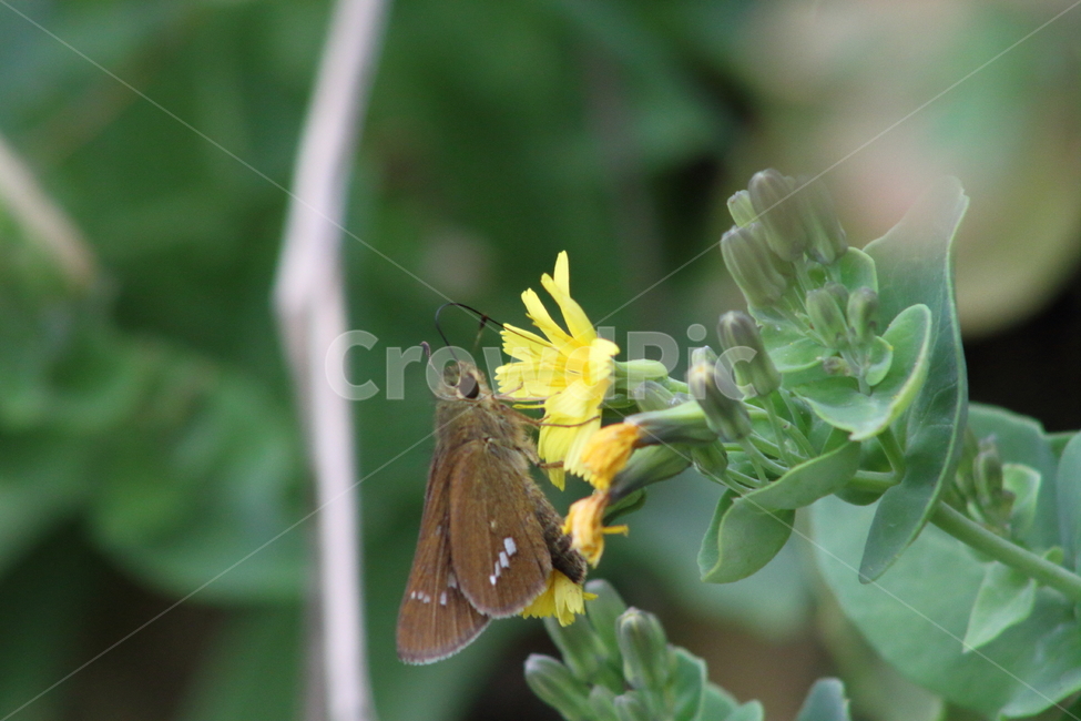 갯고들빼기,꽃,꽃나방이,곤충,swordleafcrepidiastrum,나방,박각시,식물,자연,plants,nature,꽃,flower,동물,animal,곤충,벌레,insect,bug