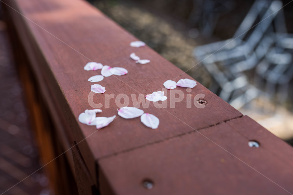 벚꽃,꽃잎,체리블로썸,cherryblossom,봄,분위기,핑크,갈색,브라운,브릿지,다리,사쿠라,sakura