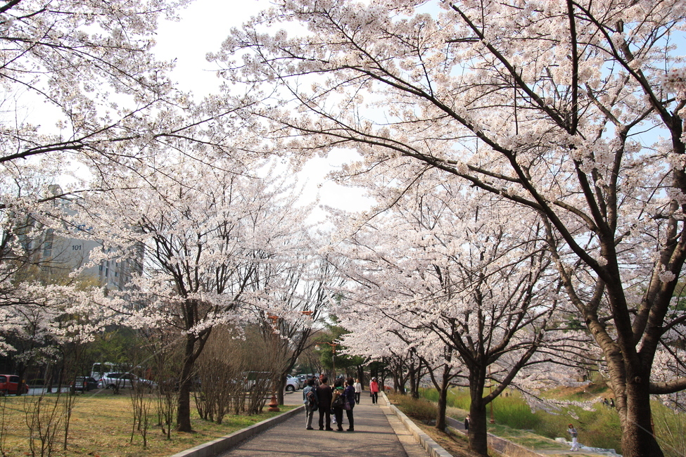 벚꽃,봄꽃,봄나들이,cherryblossom,중앙공원,꽃,plant,식물,blossom,flower