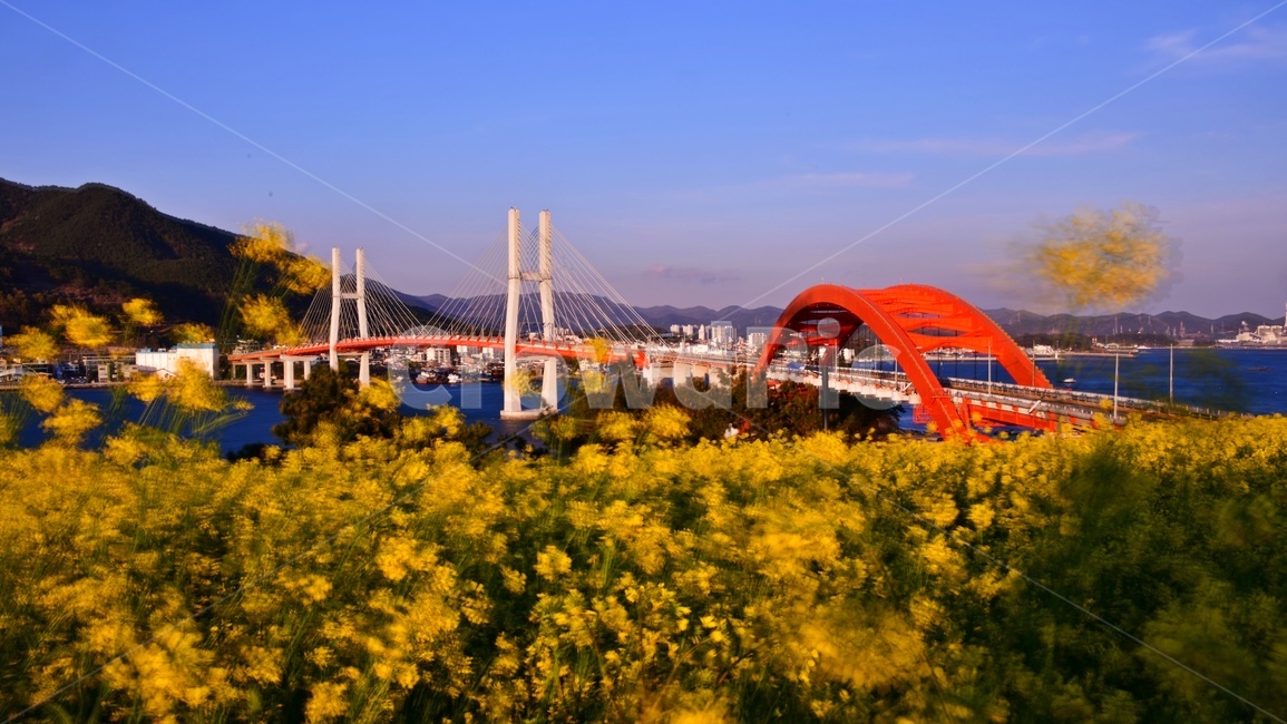 경남,사천,삼천포대교,삼천포,유채밭,유채꽃,밭,농업,농사,경작,유채,다리,landscape,경치,outdoors,옥외,nature,자연,scenery,풍경,field,들,grassland,목초지,rural,농촌