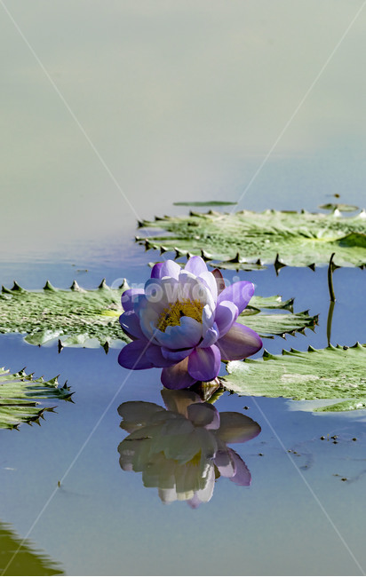 수련,청순,반영,연꽃,꽃,식물,연못,습지,관곡지,자연,에이트런스,식물,자연,plants,nature
