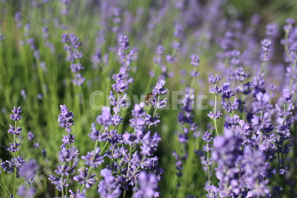 라벤다,라벤더,자연,식물,plant,식물,자연,plants,nature,꽃,flower