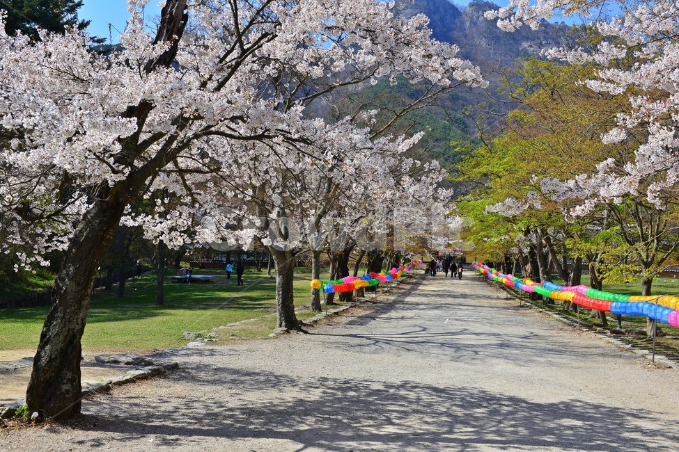 nature,자연,landscape,경치,outdoors,옥외,scenery,풍경,봄,계절,부안,내소사,벚꽃,연등,부처님오신날,사찰,불교,절