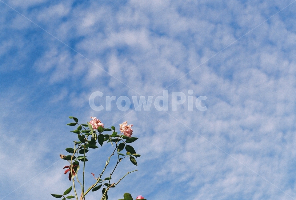 가을하늘,꽃,장미,감성사진,필름사진,NikonEM,식물,자연,plants,nature,꽃,flower,감성,sensible,feeling