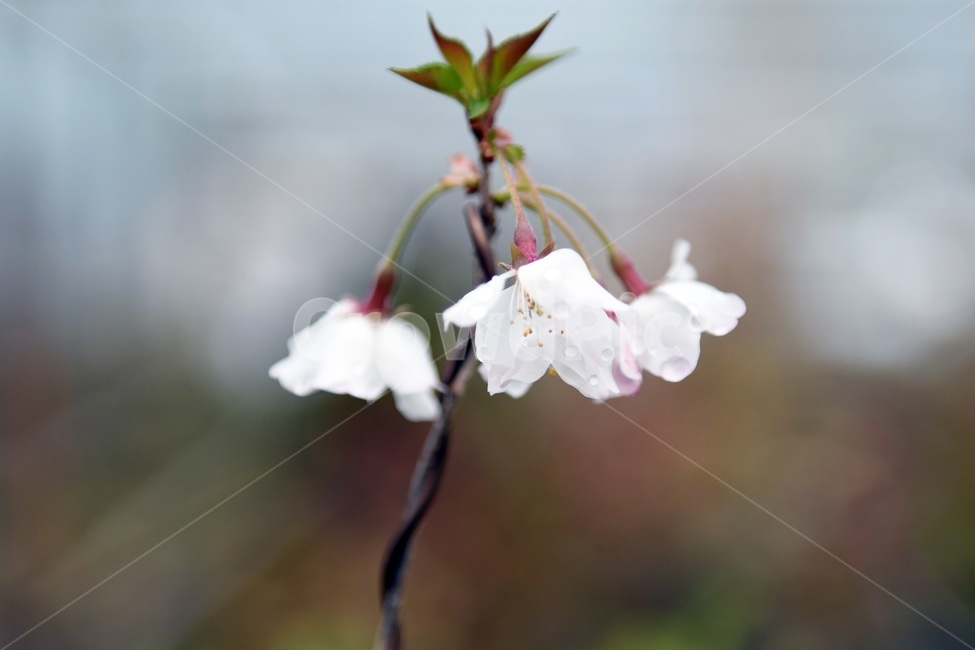 식물,꽃,감성사진,자연,flower,꽃사진,봄,봄꽃,계절,빗방울,비,감성,4월,spring,힐링,자연풍경,풍경,봄,계절,spring,season,식물,자연,plants,nature,꽃,flower,plant