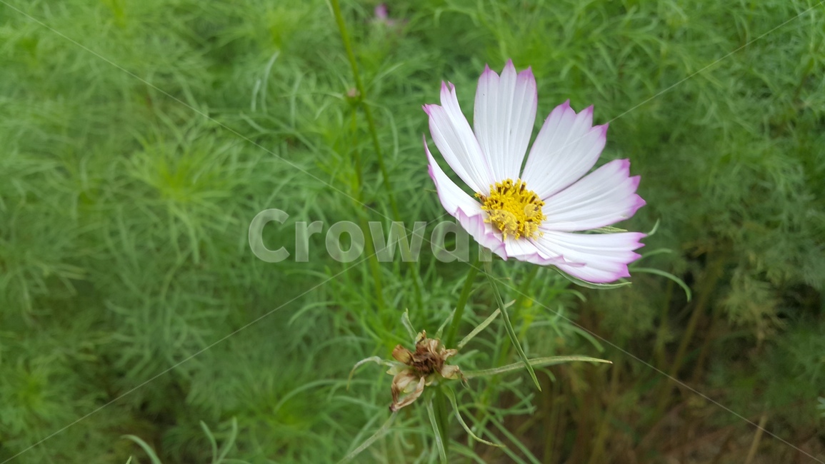가을,코스모스,꽃,초록,flower,계절,접사