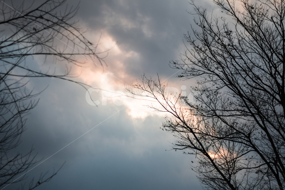 하늘,나무,풍경,식물,sky,거리,street,길거리,겨울,계절,winter,season,자연,풍경,nature,landscape,식물,plants,나무,trees,wood,weather,날씨,outdoors,옥외,light,빛,flare,플레어