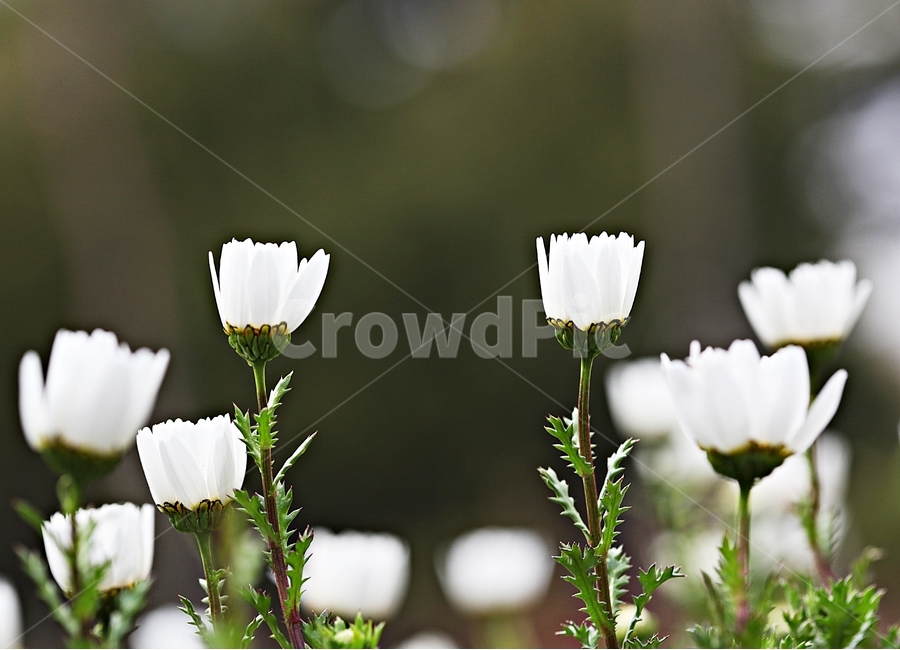 꽃,식물,공원,자연,배경,식물,자연,plants,nature,꽃,flower