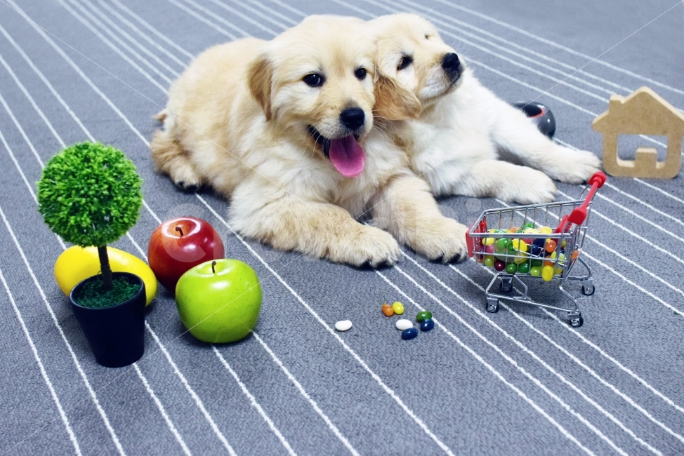 골드리트리버,강아지,애완견,집,가정,puppy,부부,동물,animal,포유류,mammal,개,강아지,dog,doggy