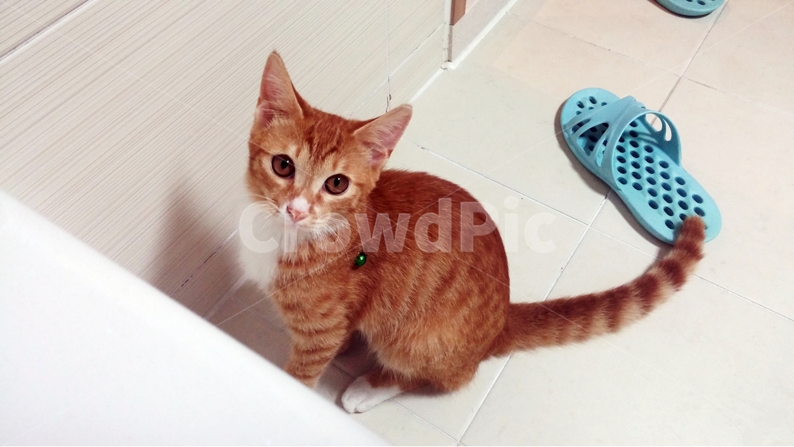 고양이,cat,욕실,슬리퍼,동물,동물,animal,포유류,mammal,고양이,cat,kitten,kitty