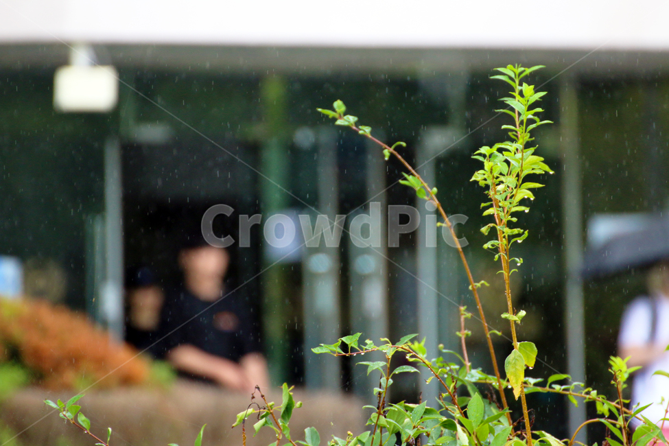 grass,human,인간,jar,vase,plant,person,pottedplant,식물,pottery,우산,사람,빗방울,빗물,비