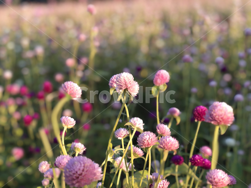 plant,식물,flower,꽃,꽃밭,natural,outdoors,nature,식물,자연,plants,nature,꽃,flower
