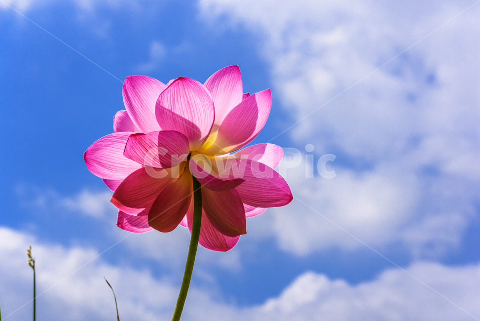 연,수련,관곡지,연꽃,여름,plant,blossom,flower,잎,녹색,빨강,분홍,식물,자연,plants,nature,꽃,flower