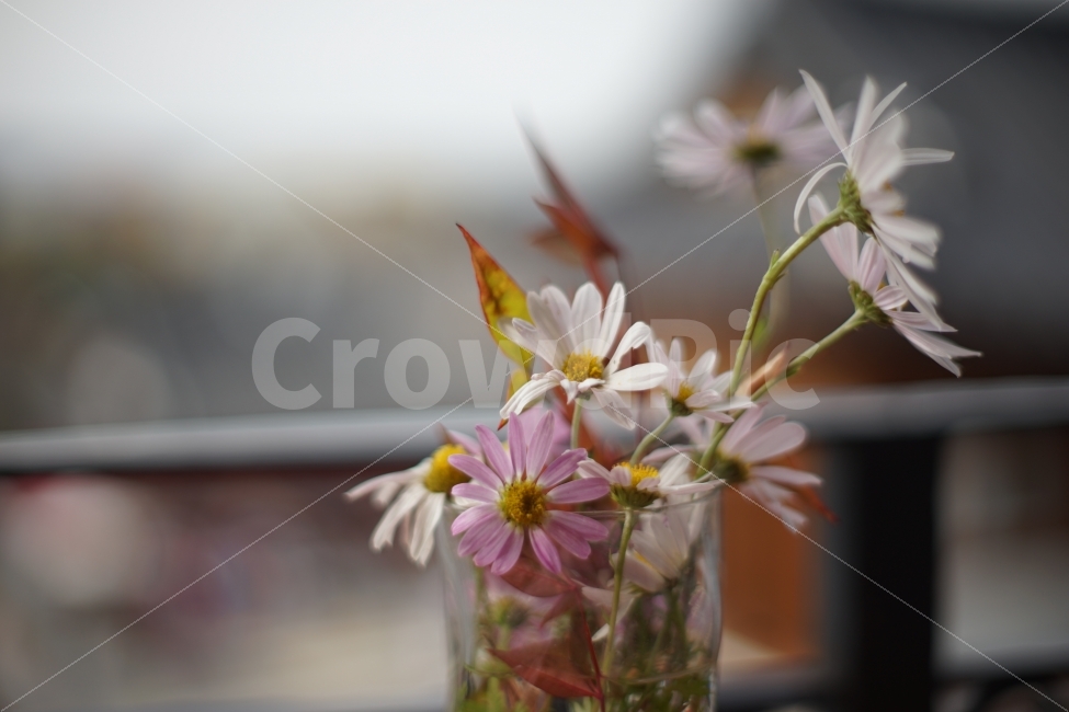 가을,코스모스,꽃,꽃병,테이블,장식,인테리어,감성,아련함,편안함,flower,식물,자연,plants,nature,꽃,flower