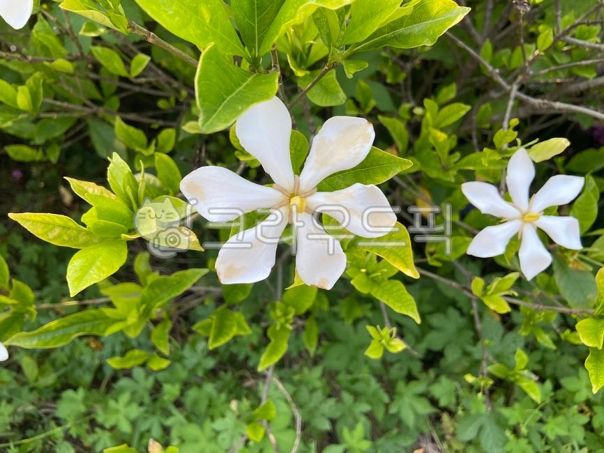 꽃,치자나무,꽃잎,식물,자연,하얀꽃,잎,flower,초록,nature