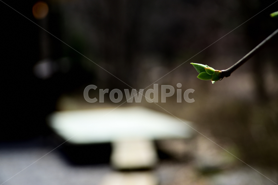 봄,새싹,새벽,식물,초록,이슬,봄,계절,spring,season,식물,자연,plants,nature