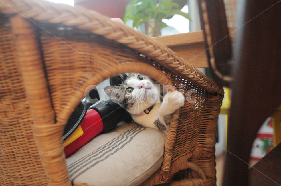 동물,고양이,코숏,코리안숏헤어,집냥이
