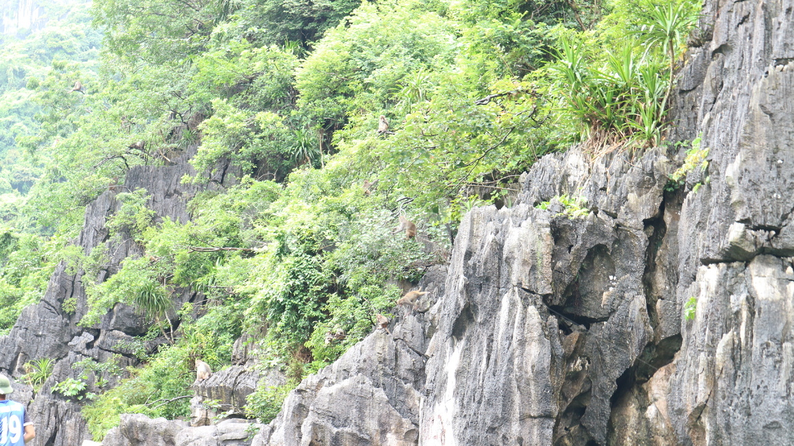 nature,자연,outdoors,옥외,식물,plant,낭떠러지,원숭이,자연,풍경,nature,landscape