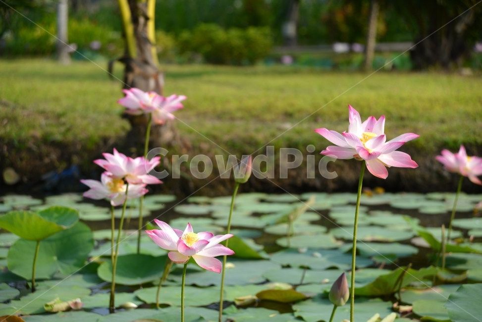 자연,풍경,꽃,자연풍경,감성사진,식물,자연,plants,nature,꽃,flower