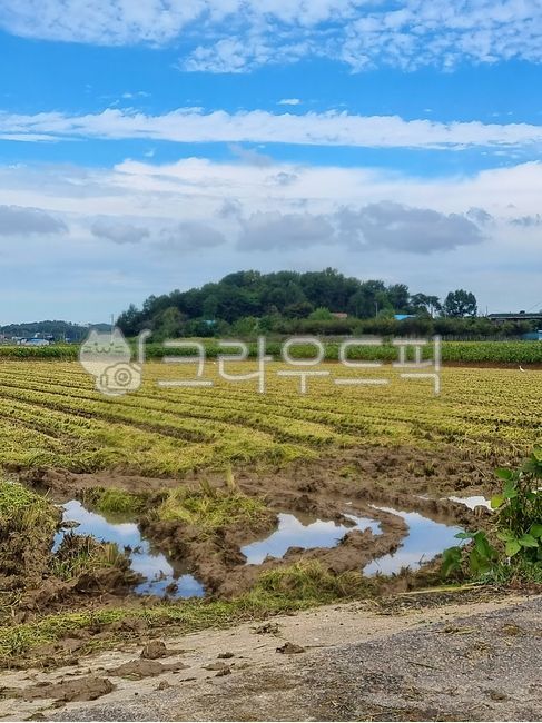 sky,rice paddy,nature,island,countryside,pool,rainwater,nature background,cool background,reflect,natural scenery,outdoors,field,background,plant,nice view,sight,ground,country road,rainwater reflection