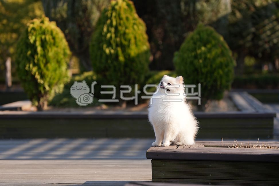 강아지,개,반려견,애완견,반려동물,애완동물,포메라니안,하얀강아지,하얀개,흰강아지,흰개,웃는강아지,달리는강아지,윙크하는강아지,강아지옆모습,포유류,dog,doggy,puppy,pomeranian,whitedog,whitepuppy,runningdog,smilingdog,smilingpuppy