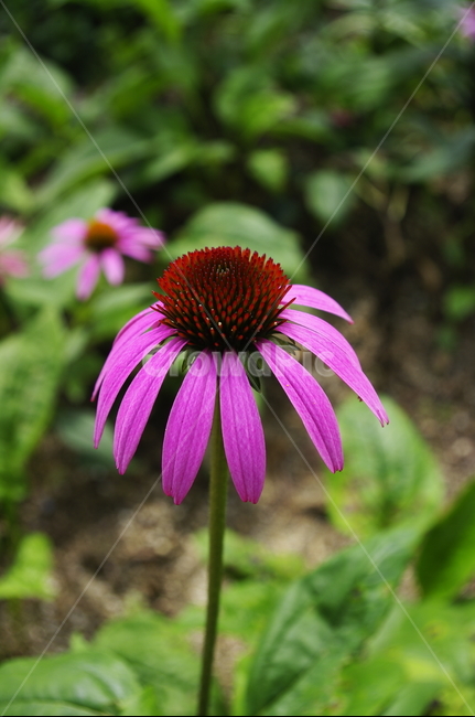 에네케시아,꽃,flower,식물,plant,자연,nature