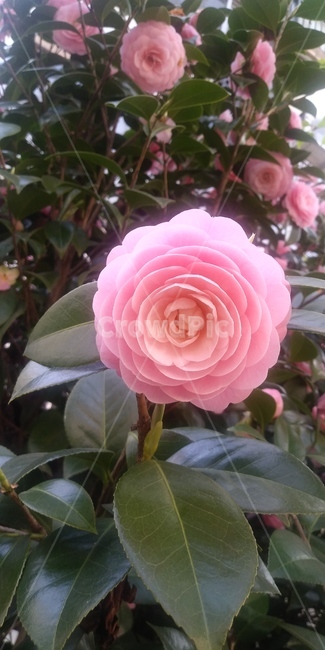 식물,꽃,flower,plant,동백,동백꽃,분홍동백,분홍색동백,핑크동백,핑크색동백,분홍꽃,핑크꽃,분홍색꽃,핑크색꽃,식물,자연,plants,nature,꽃,flower