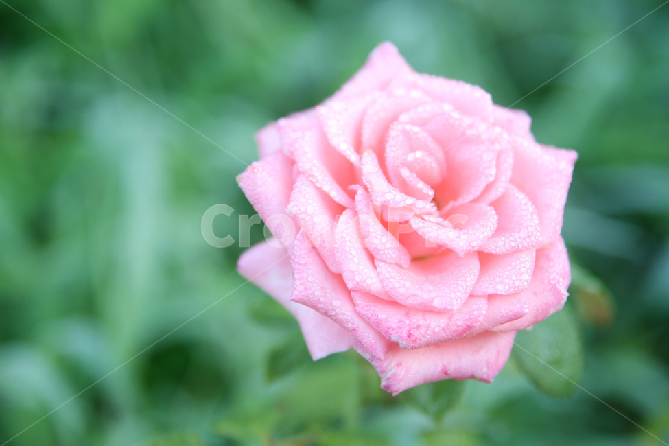 flower,plant,식물,꽃,rose,장미,식물,자연,plants,nature,꽃,flower