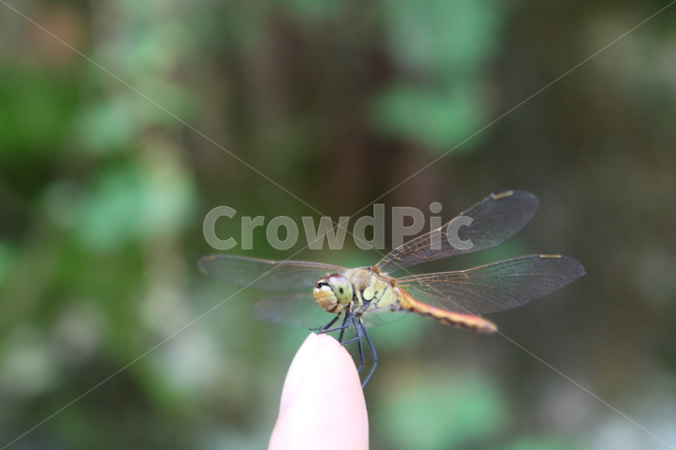 손가락,잠자리,가을,곤충,신뢰,믿음,동물,animal,곤충,벌레,insect,bug
