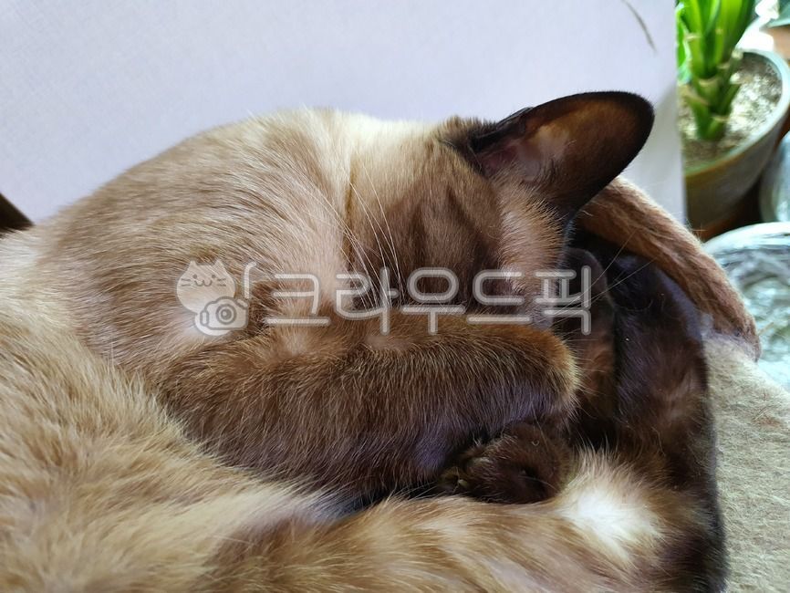 siamese cat,spring,Goyam,cat nap,nap