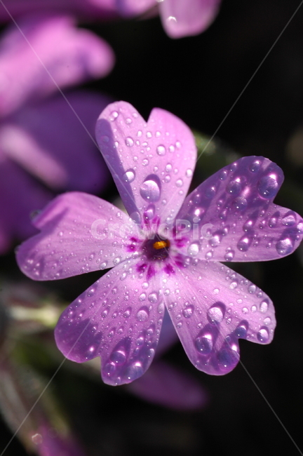 flower,꽃,plant,식물,이슬,분홍,식물,자연,plants,nature,꽃,flower