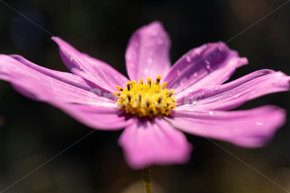 가을,코스모스,분홍꽃,접사,이슬,아침이슬,접사꽃,가을,계절,fall,autumn,season,식물,자연,plants,nature,꽃,flower,plant