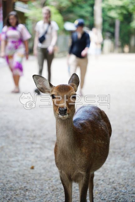 deer,animal,national park,japan deer park,roe deer,deer park,park,cute,japan,goral,deer,nara,animal,japan
