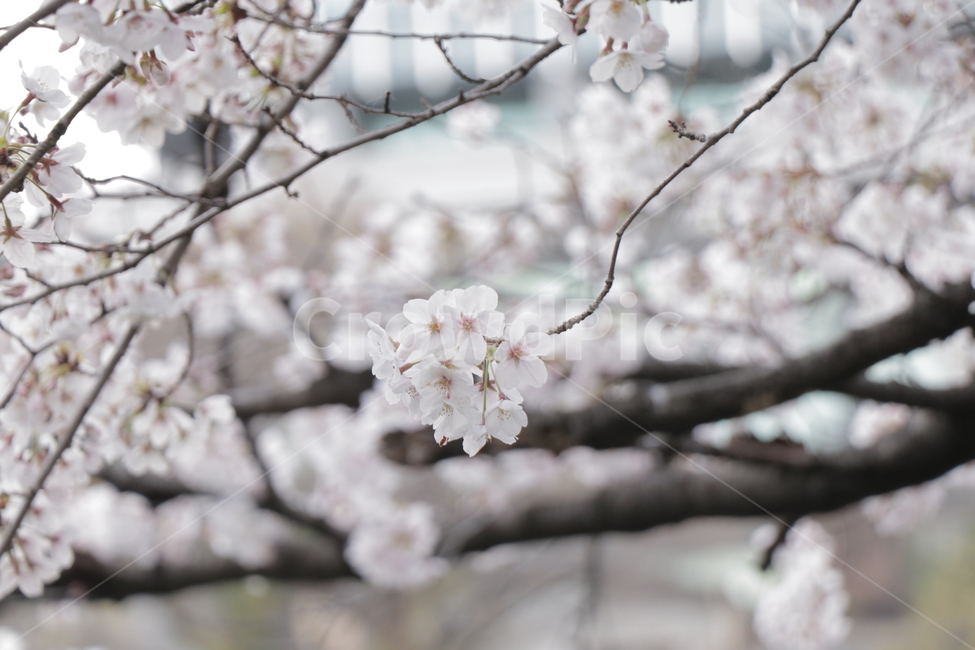 벚꽃,사쿠라,벚꽃만개,분홍색꽃잎,벚꽃개화,벚꽃나무,도쿄벚꽃,식물,자연,plants,nature,꽃,flower