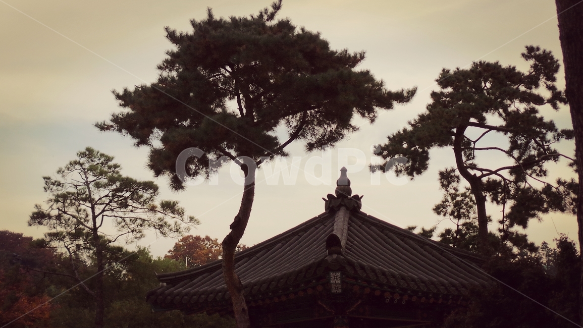 나무,기와,정자,석양,지붕,식물,자연,plants,nature,나무,trees,wood