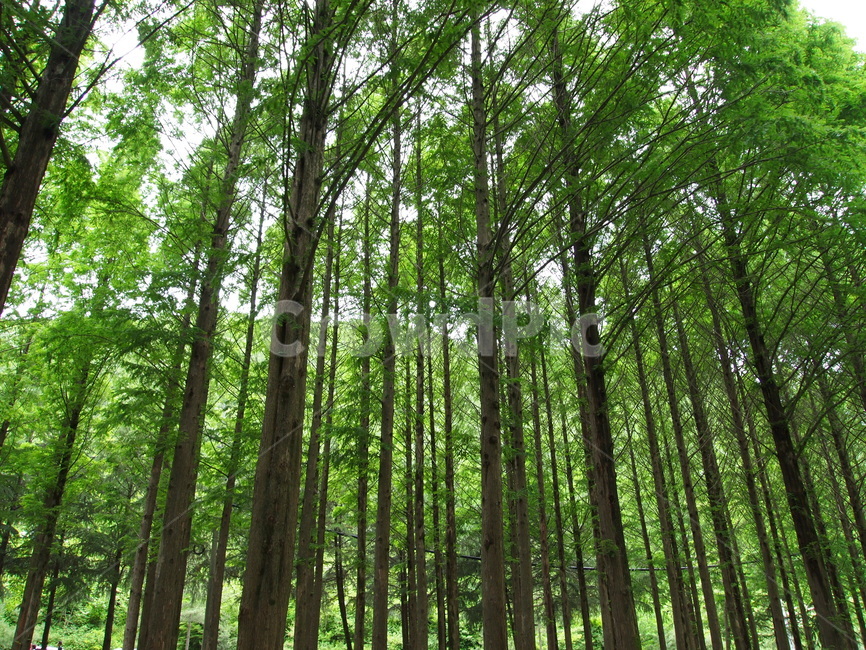 자연,숲,나무,초록,자연림,나무,trees,wood