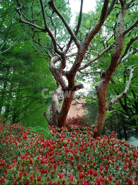 소나무,송모,송침,상록교목,솔나무,송목,자송,적송,육송,청송,여송,식물