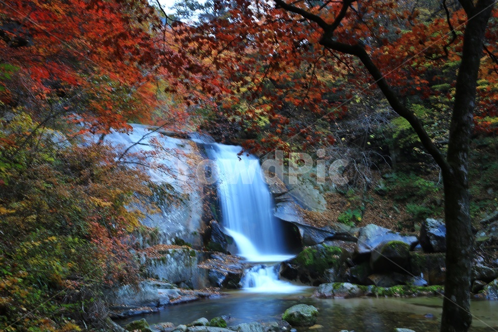 water,물,nature,outdoors,옥외,waterfall,폭포,tree,나무,plant,식물,leaf,잎,stream,흐름,물흐름,강원도,인제,방태산,방태산폭포,방태산가을,단풍,단풍잎,가을,추색,만추,낙엽,계곡,경치,경관,풍경,인제가을
