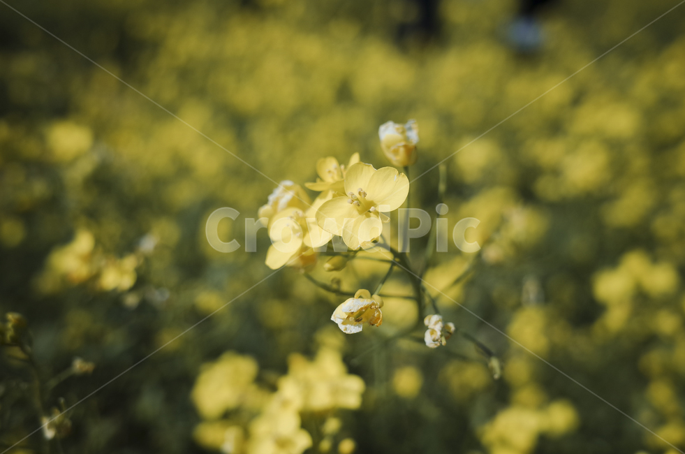 유채꽃,유채,yellow,plant,식물,flower,꽃,봄,봄꽃,노란꽃,green,노란,초록