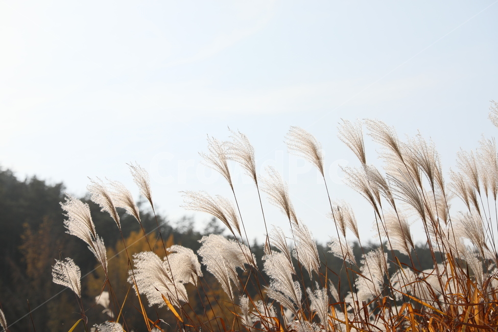 가을,억새,풍경,식물,자연,가을,계절,fall,autumn,season,식물,자연,plants,nature,plant,grass,잔디,lawn,reed,갈대